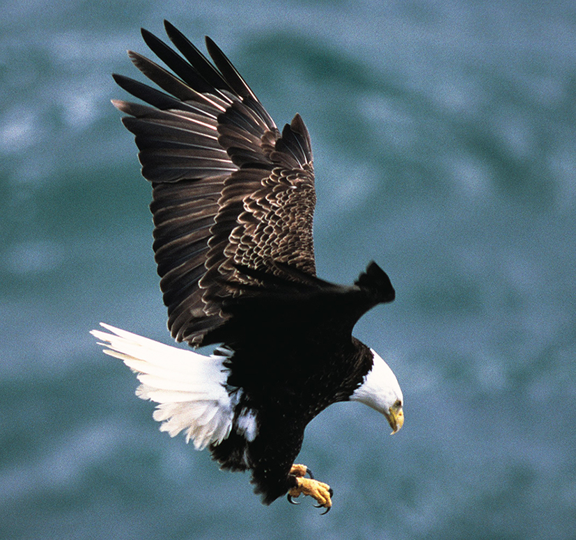 bald eagle landing picture
