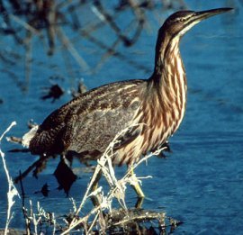 bird pictures American bittern