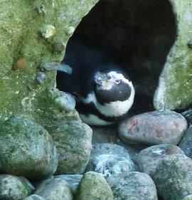 humboldt penguin nesting in zoo