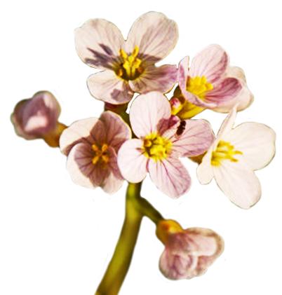 spring flowers