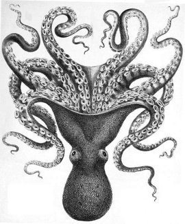 octopus-clipart-octopus-verrucosus