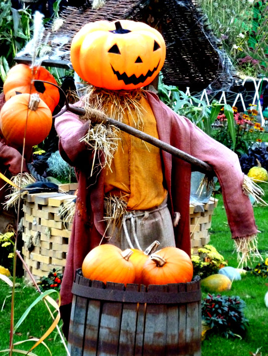funny pumpkin pictures 