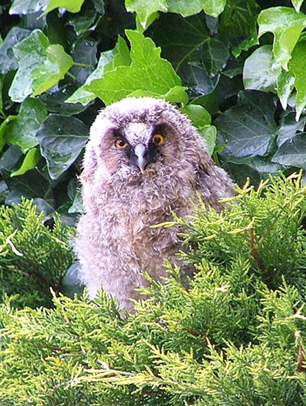cute chick of Great horned owl