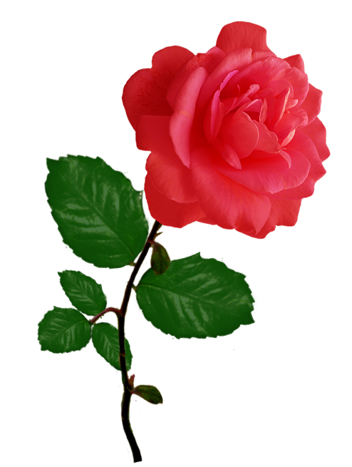 red red rose clipart