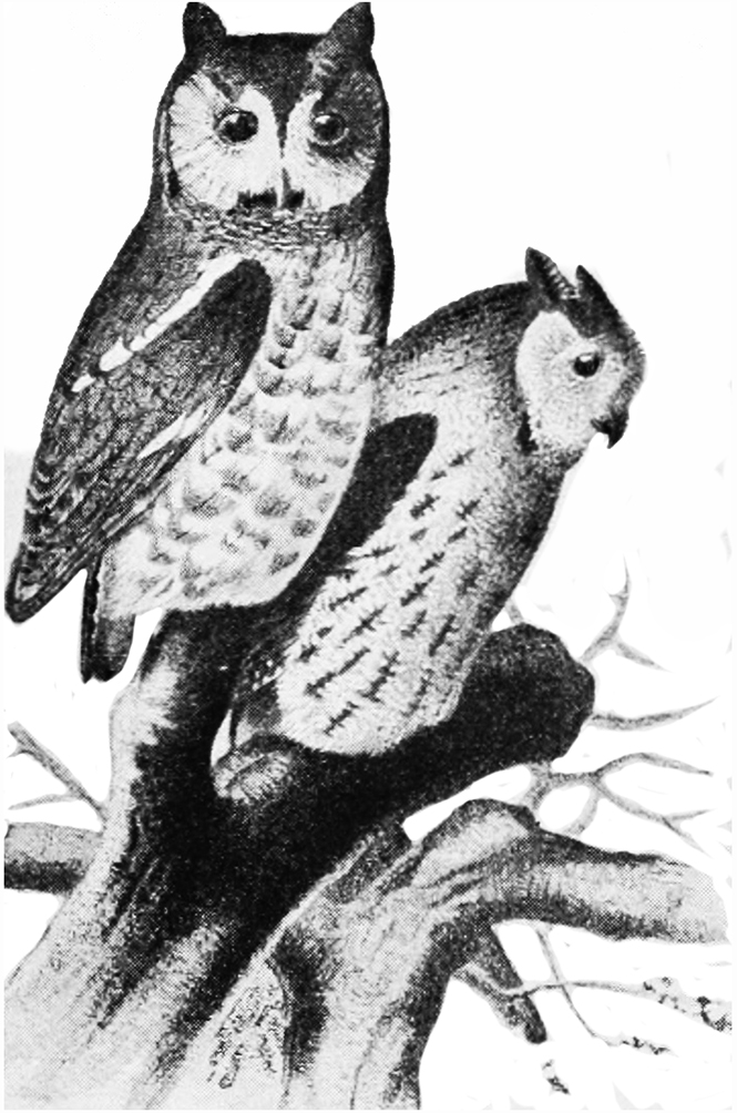 drawing of two owls