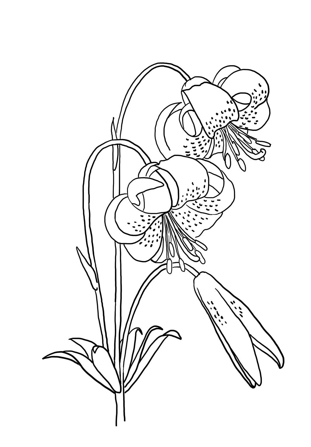 flower drawing to color