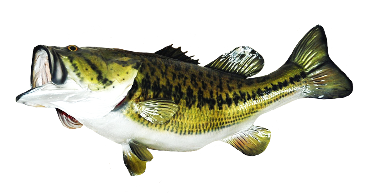 Large mouth bass clipart