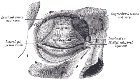 medical clip art right eye tarsi ligaments