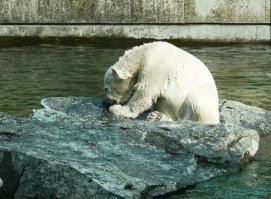 polar bear in zoo