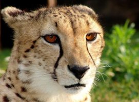 face of cheetah