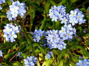 blue flowers spring flower pics