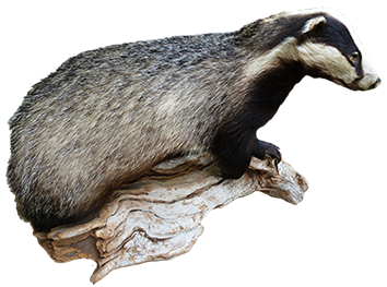 badger clip art