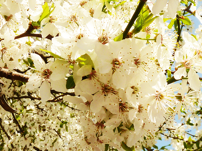 flower bloom in spring hawthorn flowers