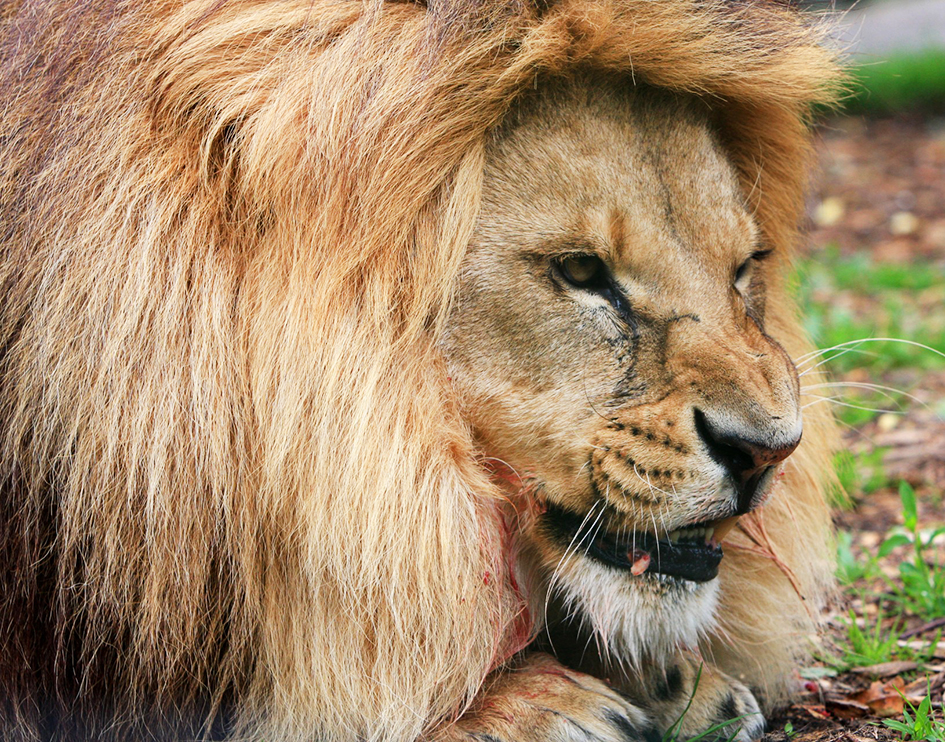 lion with blood eating prey