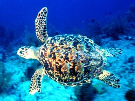 Swimming sea turtle