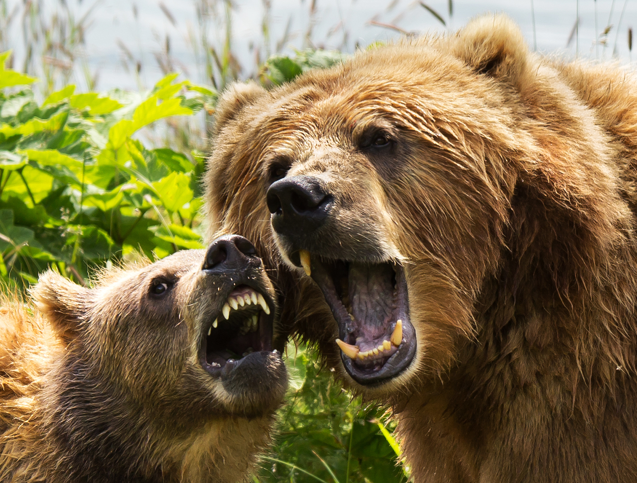two Kodiak bears, showing teeth