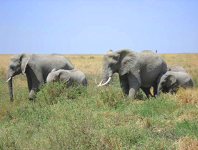 elephant pictures african elephants family