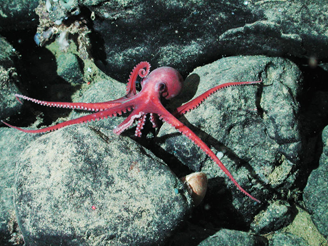 benthoctopus picture