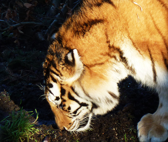 tiger pictures close up tiger sniffing
