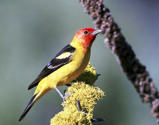 Western Tanager picture