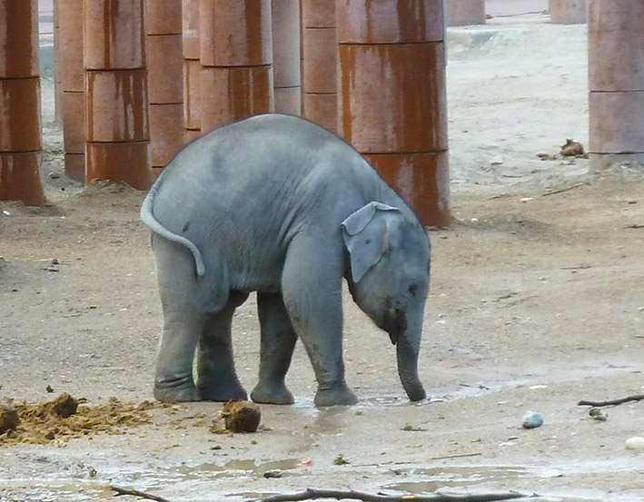 Young elephant