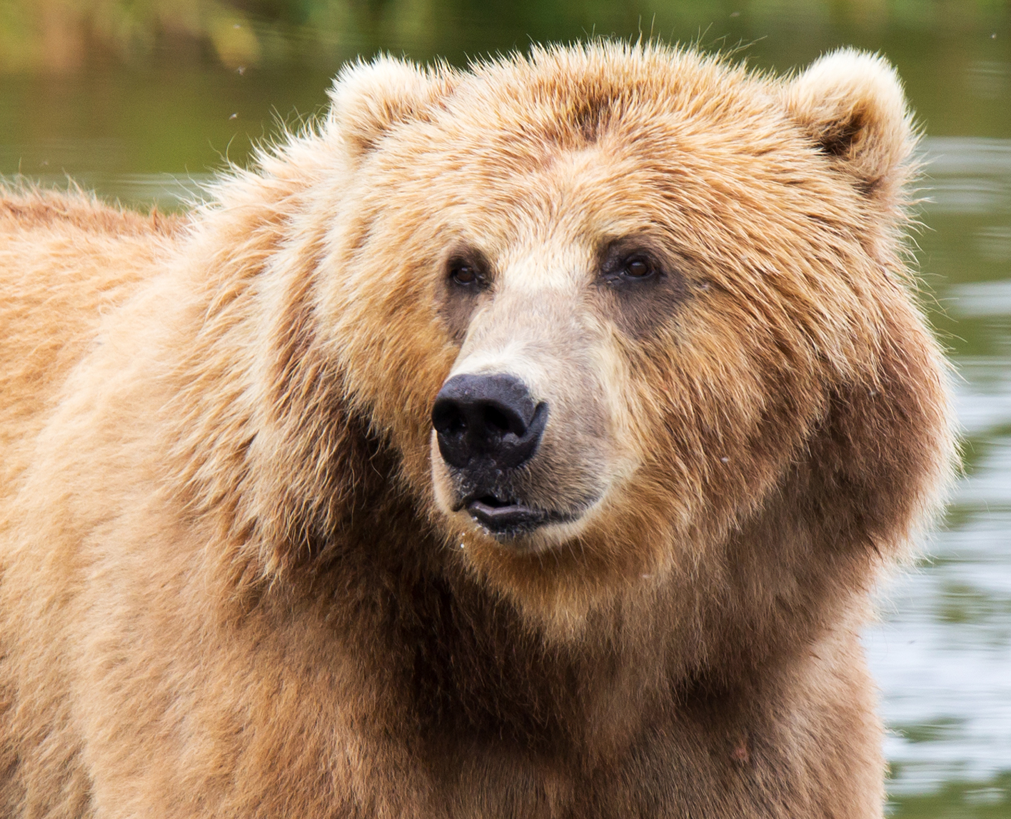 Alaskan brown bear