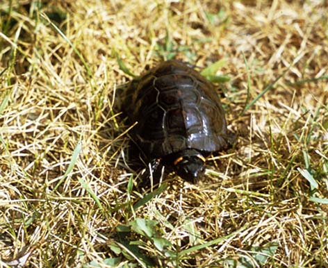 Picture of bog turtle