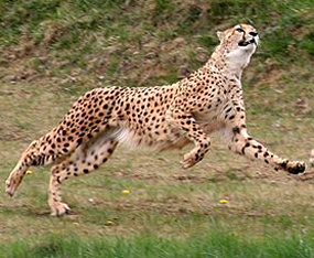 gepart hunting
