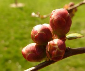 buds of red flower in spring