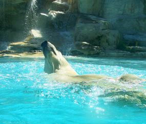 polar bear pictures ursus maritimus