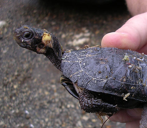 Close up of Bog turtle