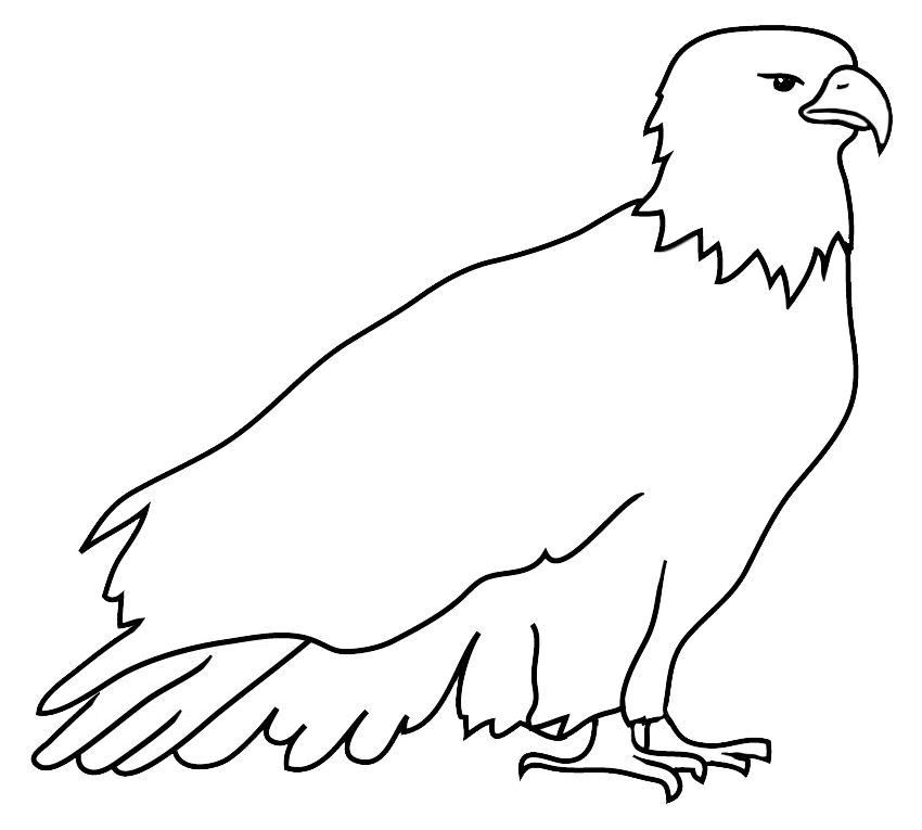 Outline sketch of bald eagle