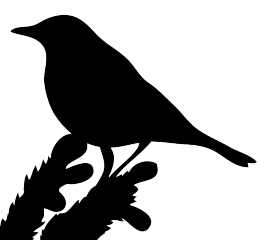 black silhouette bird on branch