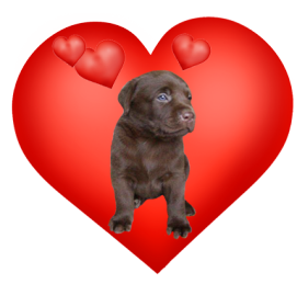 cute Valentine heart with labrador puppy