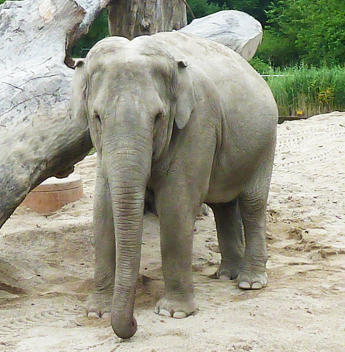 picture-of-elephant