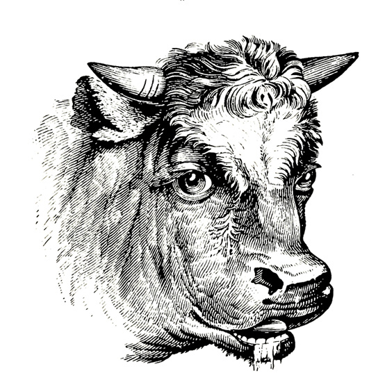 Bull's head drawling