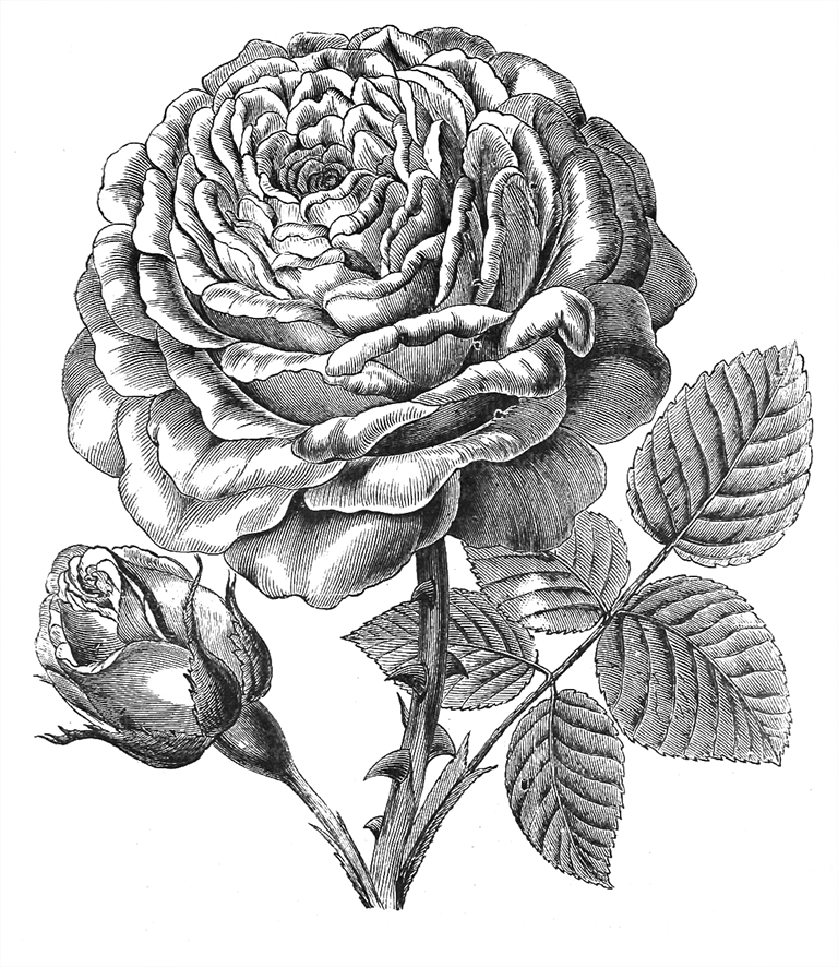 Abel Carriere rose drawing sketch