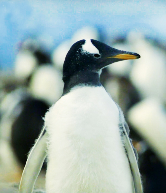 young Gentoo penguin