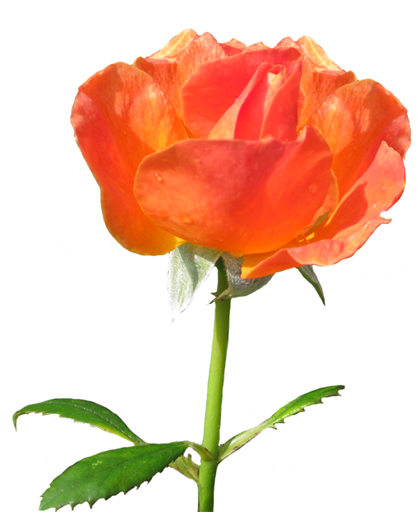 Rose la Sevillana clipart