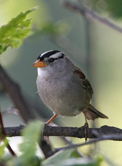 White crowned sparrow