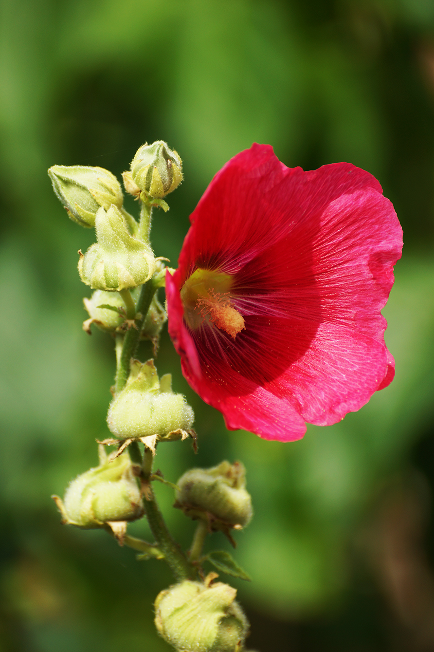 red hollyhock photo