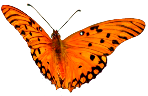 clip art orange butterfly