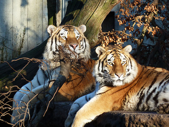 two tigers resting on cliff