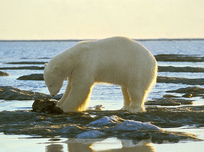 polar bears eating