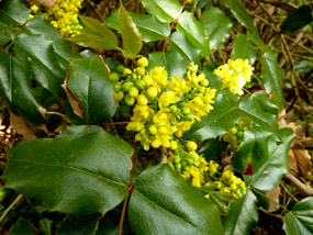 flower pics holly yellow flowers
