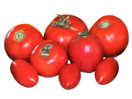 fresh tomatoes clipart