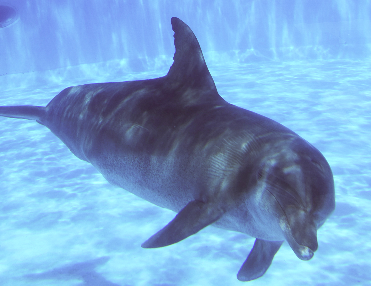 picture of spotted dolphin