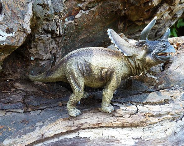 Triceraptos dinosaur