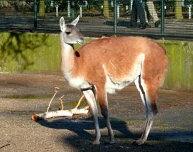 Guanako in zoo