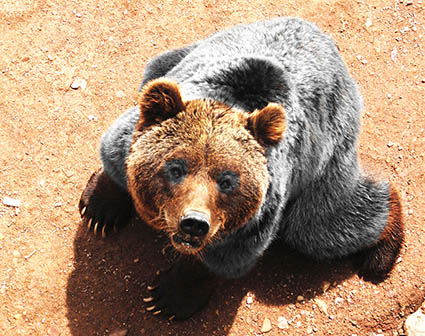 bear with brown head and paws
